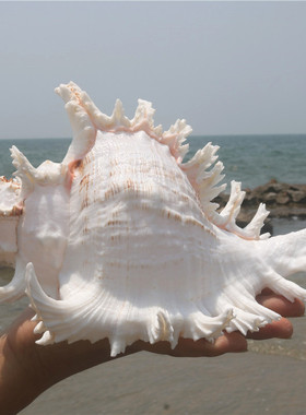 天然大海螺贝壳白千手螺家居摆件鱼缸造景水族箱装饰大贝壳海螺壳