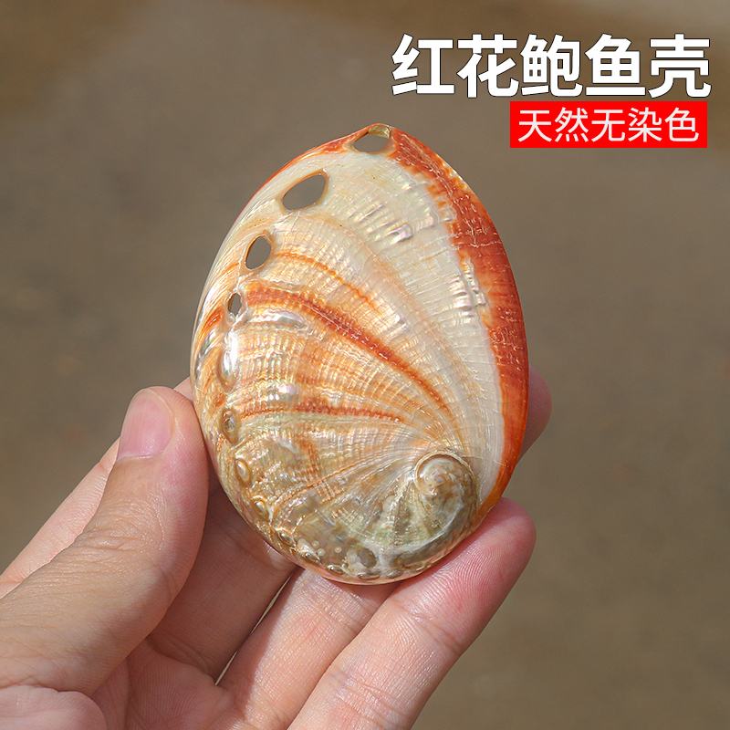 螺贝艺红花鲍鱼壳鱼缸造景装饰