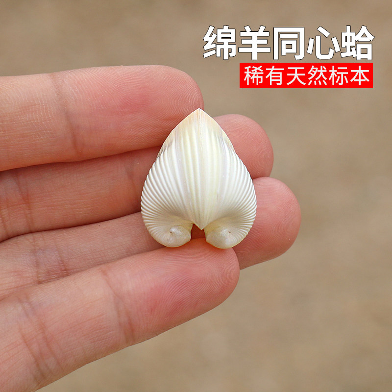 天然海螺贝壳绵羊同心蛤鸡心蛤稀有标本摆件家居收藏装饰送人礼品