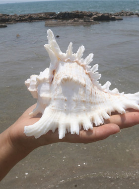 千手螺菊花螺天然海螺贝壳鱼缸装饰品水族箱造景地中海风格小摆件