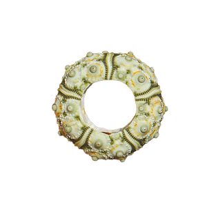 绿色头帕海胆稀有异色天然海胆壳家居收藏装饰造景儿童科普海螺