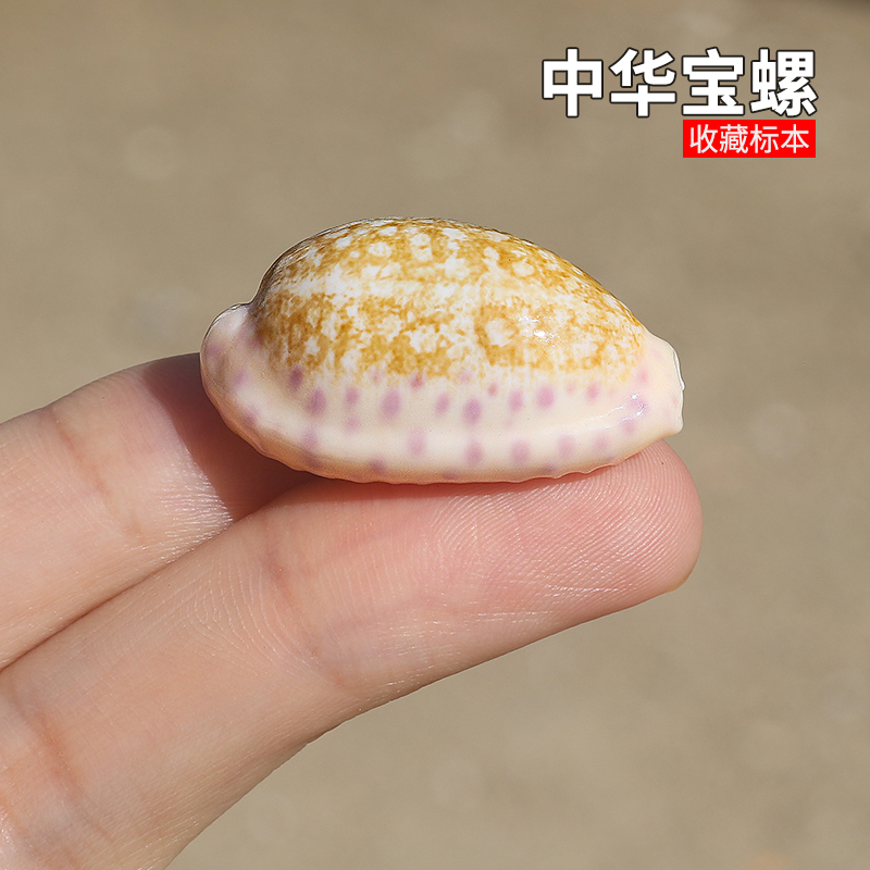 螺贝艺中华宝螺稀有收藏标本螺