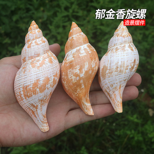郁金香旋螺天然海螺贝壳鱼缸造景