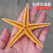 天然海螺贝壳大号五指海星霸王海星地台装 饰品贴墙挂饰摆件收藏