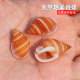 艳美峨螺天然稀有海螺贝壳寄居蟹替换壳鱼缸水族造景装 饰标本收藏