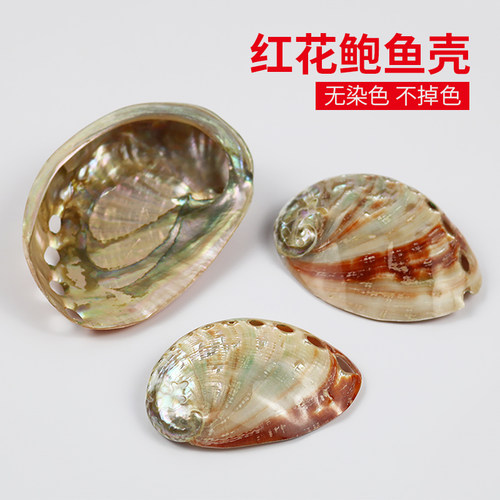 红花造景海螺贝壳拍摄创意摆件