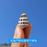 Натуральная раковина Shell Small Pautenant Taro Rolling Housewood Decorment Switch