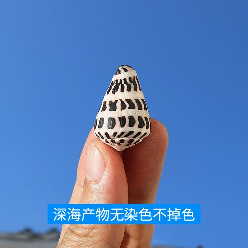 Натуральная раковина Shell Small Pautenant Taro Rolling Housewood Decorment Switch