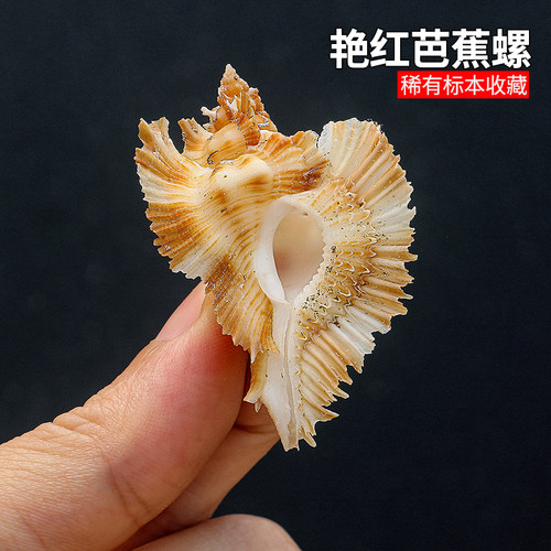 螺贝艺艳红芭蕉螺稀有收藏标本螺