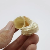 Природная раковина раковина серебристого поведения круглый разбросан