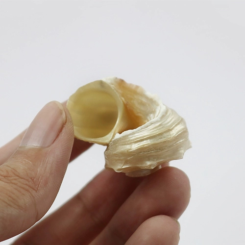 Природная раковина раковина серебристого поведения круглый разбросан