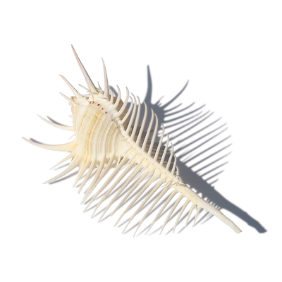 天然海螺壳维纳斯创意造景地台