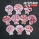褶纹肋扇贝2 手工制作diy材料天然海螺贝壳收藏 4厘米厚扇贝10片装