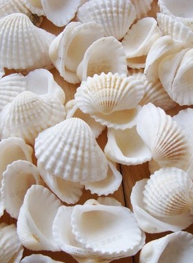 【螺贝艺】天然白色贝壳材料地中海家居装饰墙贴DIY地台打孔海螺