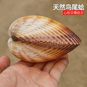 天然海螺贝壳鸟尾蛤超大摆件装 饰鱼缸造景家居标本收藏心形情侣贝
