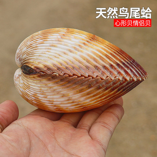 螺贝艺鸟尾蛤心形情侣贝标本收藏