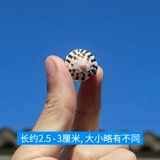 Натуральная раковина Shell Small Pautenant Taro Rolling Housewood Decorment Switch