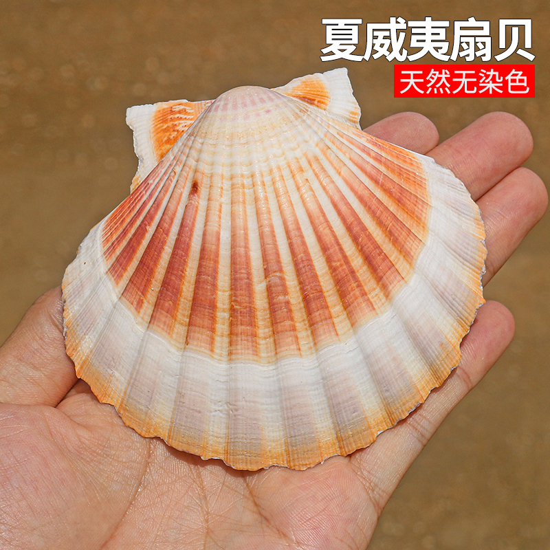 天然海螺贝壳DIY绘画专用壳夏威夷烧烤扇贝壳墙贴鱼缸造景装饰品图片