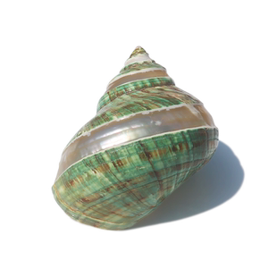 【螺贝艺】天然贝壳大海螺绿嵘螺贝壳天海螺壳珊瑚寄居蟹壳包邮