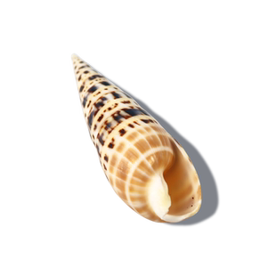 【螺贝艺】天然海螺贝壳竹笋螺鱼缸造景装饰家居摆件收藏拍摄道具