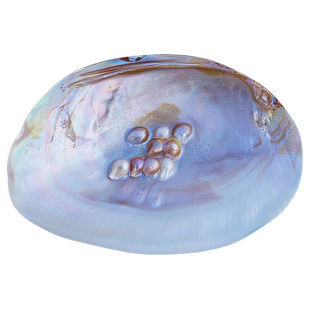 天然海螺贝壳超大光泽珍珠贝蚌壳地中海家居创意收藏摆件送人礼物