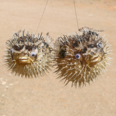 包邮 地中海刺豚鱼河豚鱼标本挂件海洋鱼皮收藏标本家居创意礼物