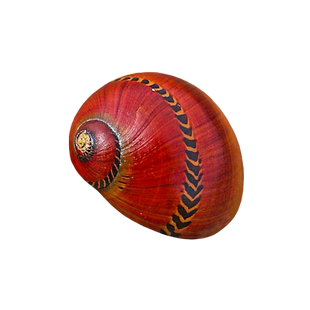 天然小海螺贝壳迷你红斑蛋螺鱼缸水族造景寄居蟹壳稀有收藏标本螺