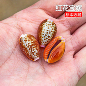 天然小海螺贝壳红花宝螺标本鱼缸水族造景家居装 饰品橱窗设计摆件
