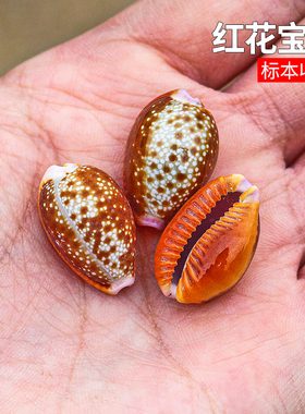 天然小海螺贝壳红花宝螺标本鱼缸水族造景家居装饰品橱窗设计摆件