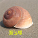 天然海螺贝壳面包螺蜗牛螺水族鱼缸造景卷贝鱼寄居蟹用 螺贝艺