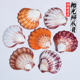 天然海螺贝壳抛光狮爪贝彩色鱼缸水族造景地中海家居装 饰收藏摆件