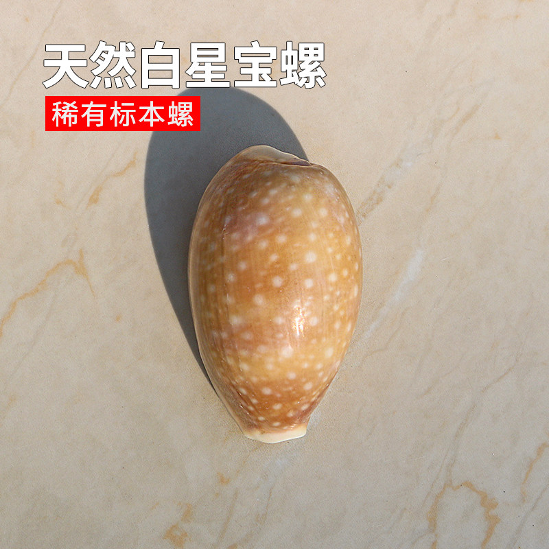 螺贝艺白星宝螺稀有收藏标本螺图片