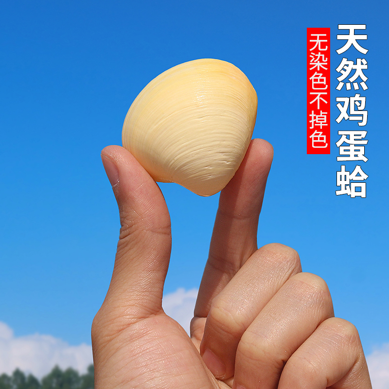 天然海螺贝壳爱心形鸡蛋蛤家居装饰摆件创意礼品鱼缸水族造景DIY
