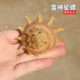 天然稀有海螺贝壳雷神星螺标本地中海家居收藏品摆件造景送礼礼物