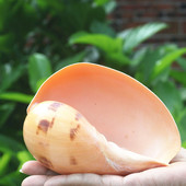 超大海螺黄瓢螺特大天然贝壳鱼缸装 饰品水族造景多肉花盆创意摆件