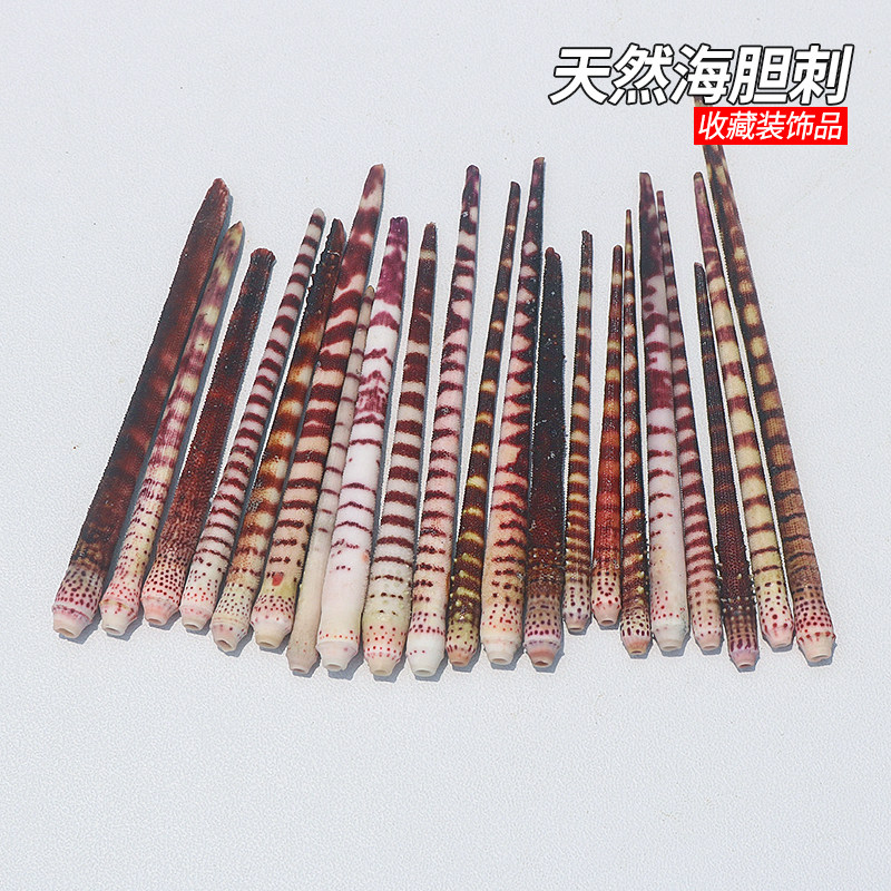 海胆刺天然贝壳海螺鱼缸造景收藏装饰品创意手工diy材料拍照道具图片