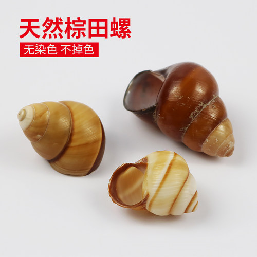 天然海螺贝壳棕田螺金丝蜗牛房子