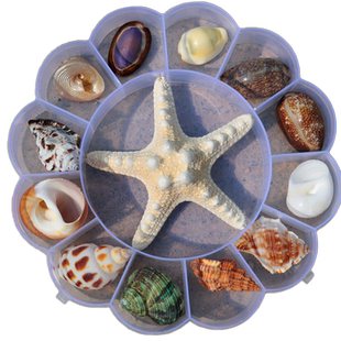 天然海螺贝壳海星标本礼盒装儿童海洋生物科普材料幼儿园礼物