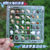微贝画框高透亚克力格子贝沙相框天然迷你小贝壳海螺标本收藏礼盒