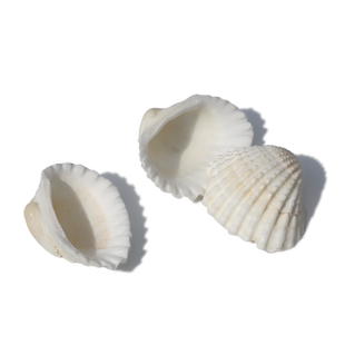【螺贝艺】天然海螺贝壳装饰建材扇贝白色贝壳DIY材料鱼缸材料