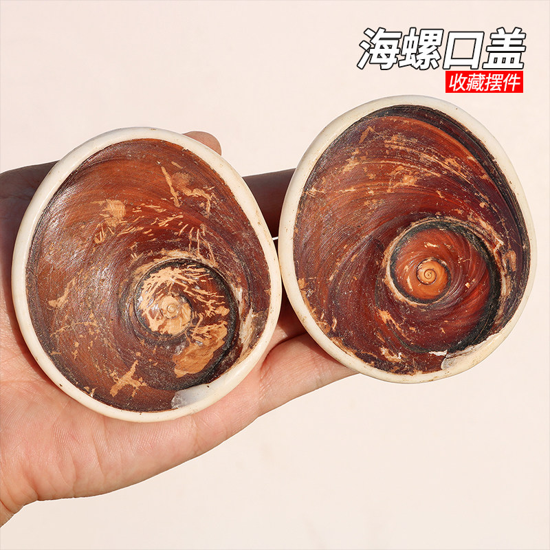 天然海螺贝壳原生态嵘螺口盖古生物化石标本太阳贝科普收藏摆件