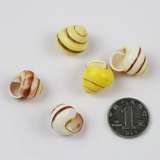 Натуральная раковина раковина Huangtian Bell Fish Tank Landscape Любимый Right Rotor Living Crab House, чтобы заменить ракушку