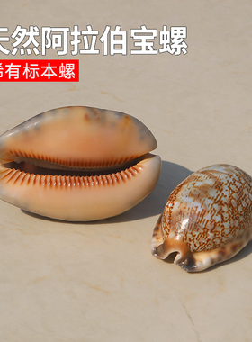 天然贝壳海螺阿拉伯宝螺鱼缸水族造景家居橱窗装饰摆件稀有标本螺