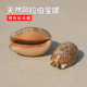 天然贝壳海螺阿拉伯宝螺鱼缸水族造景家居橱窗装 饰摆件稀有标本螺