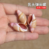 乳头弹头螺 饰家居摆件收藏品 天然海螺贝壳粉色子弹螺鱼缸造景装