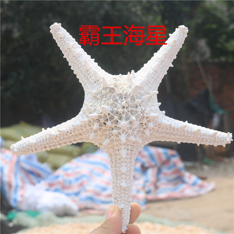 染色馒头海星海螺贝壳白海星超大天然霸王海星手指海星拍摄婚庆