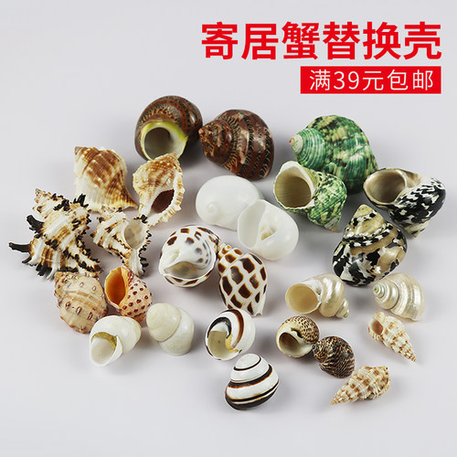 海螺贝壳卷贝鱼备用专用壳水族箱