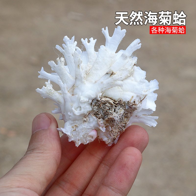 螺贝艺海菊蛤系列鱼缸造景装饰