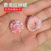 天然小海螺贝壳费里拉钟螺稀有收藏标本鱼缸装 饰水族造景寄居蟹壳