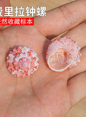 天然小海螺贝壳费里拉钟螺稀有收藏标本鱼缸装饰水族造景寄居蟹壳
